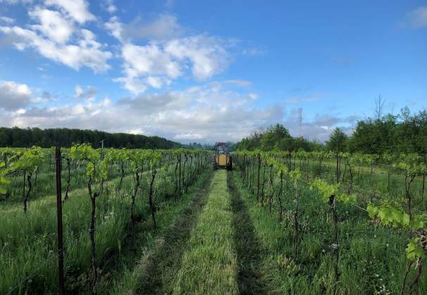Southbrook Organic Vineyards