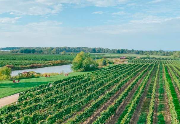 Crush On Niagara Wine Tours