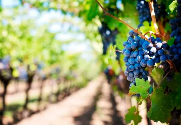 Drea's Wine Company