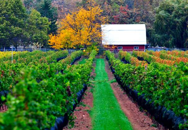 Icellars Estate Winery