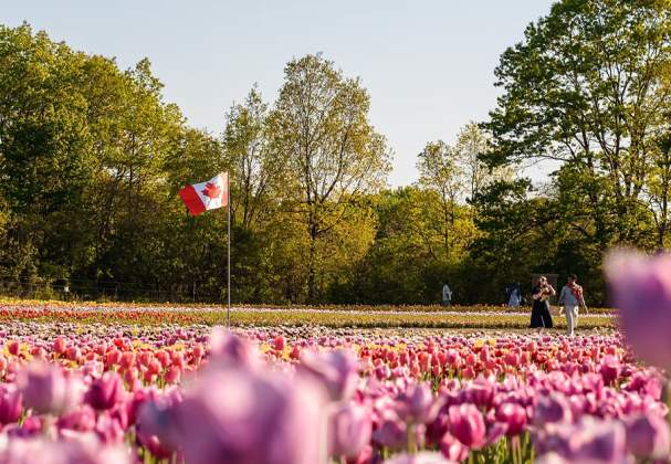 JP Tulip Experience