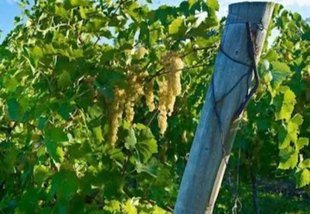 Magnotta Winery