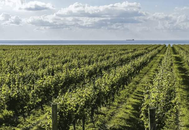 MW Cellars