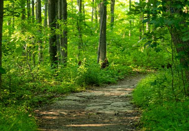 Bruce Trail