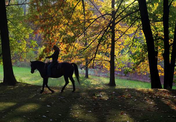 Niagara Riding Stables