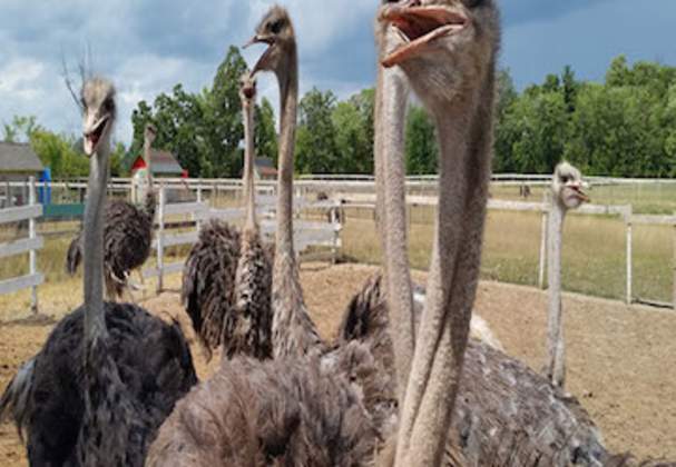OstrichLand Ontario