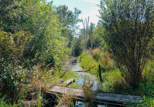 Wainfleet Bog