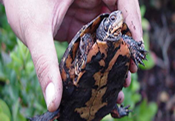 Wainfleet Bog