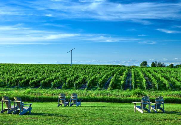 Westcott Vineyards