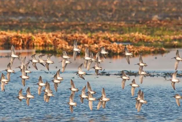 Cattail Marsh Birds