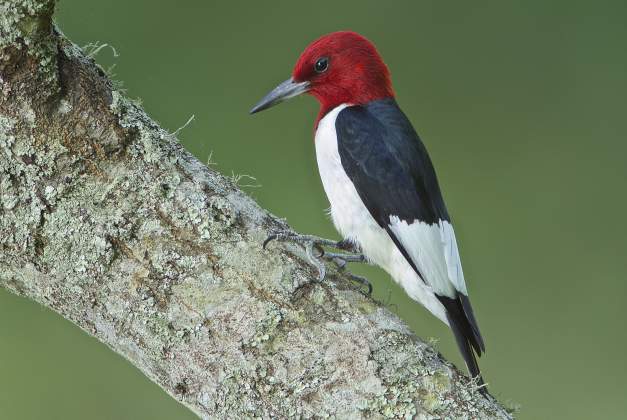 Red-headed woodpecker that can be found in Beaumont