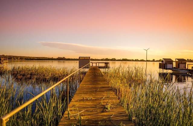 overgrown dock