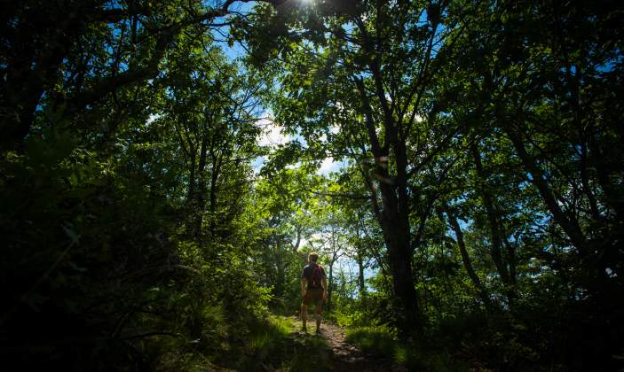 Hiking Synaptic Tree Canopy