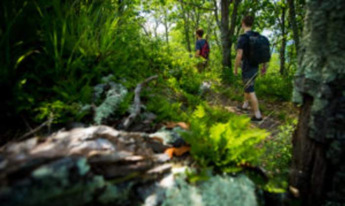 two-guys-hiking-through-woods-mossy-view-by-Synaptic-Visuals-300x200