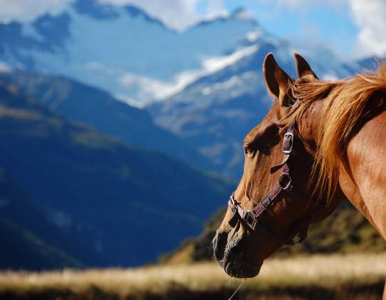 High Country Horses