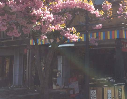Kappa Japanese Cuisine