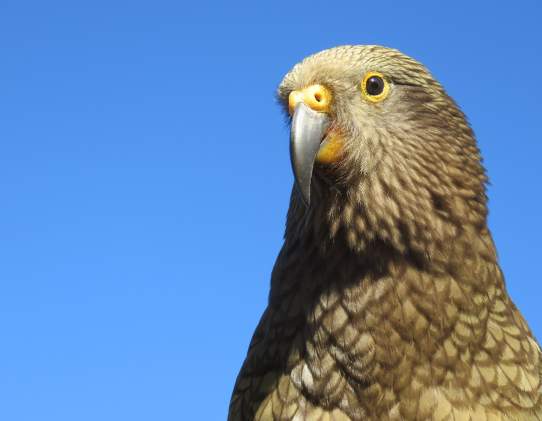 Department of Conservation DOC