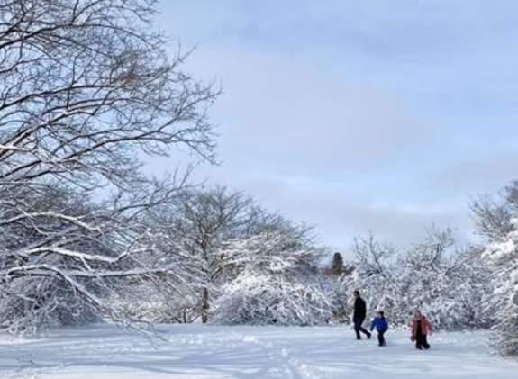 Wintry Trees and Treats in Madison