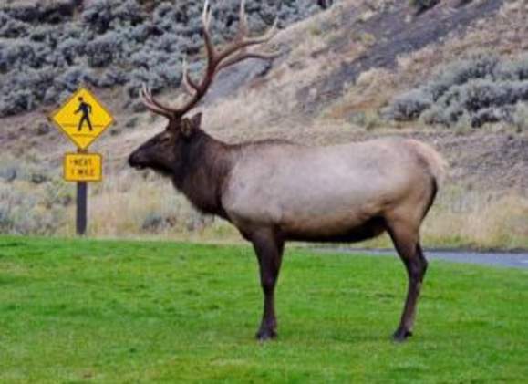 elk by road sign | shutterstock