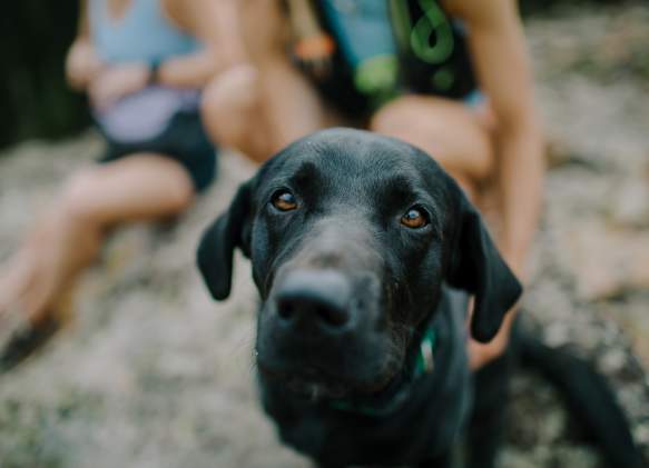 Dog Friendly Hikes in Big Sky