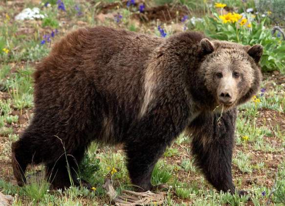Be Bear Aware in Big Sky Country