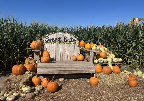 Austin’s Best Pumpkin Patches and Fall Festivals