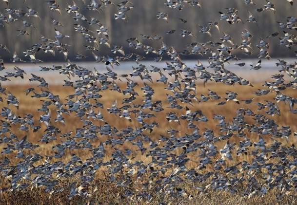 Birdwatching in Niagara