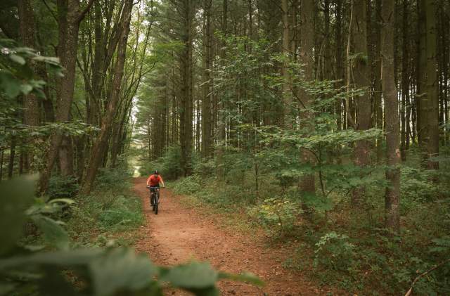 A guy in a red shirt and black helmet rides a mountain bike through a deep green pine-wood forest.