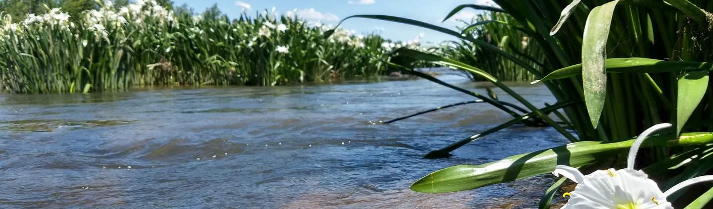 Discover the Spider Lily Blooms at Landsford Canal State Park in South  Carolina | York County, SC