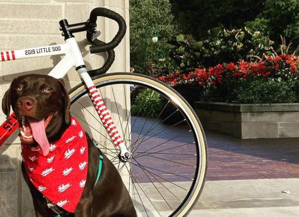 Dog-Friendly Bloomington