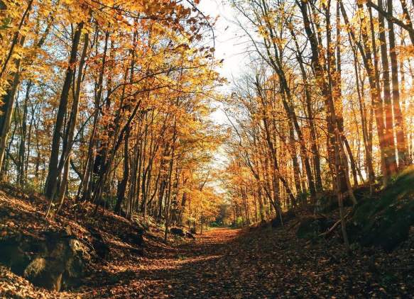 Bloomington Rail Trail during fall
