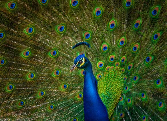 peacock