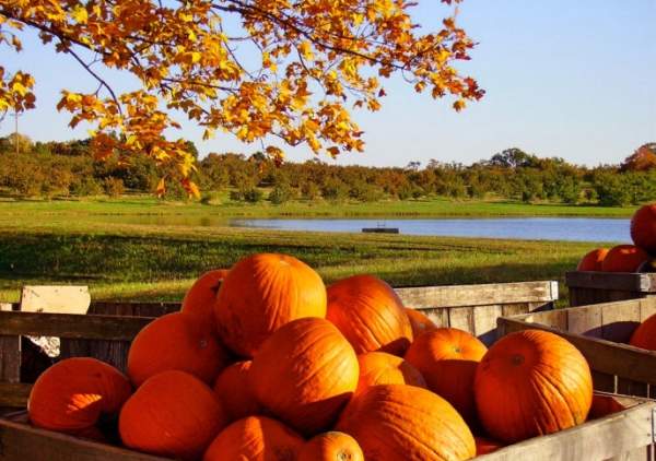 Experience the perfect fall weekend in Bowling Green