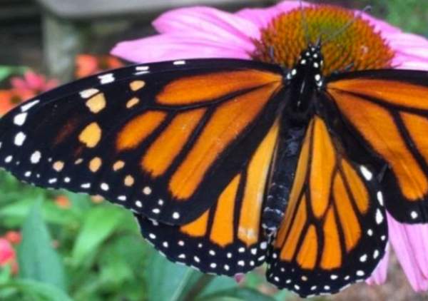 Butterfly Release @ Lost River Cave