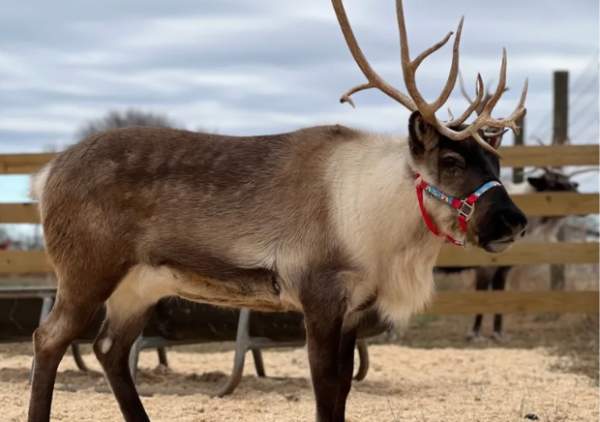 Reindeer Farm Tours and Special Events