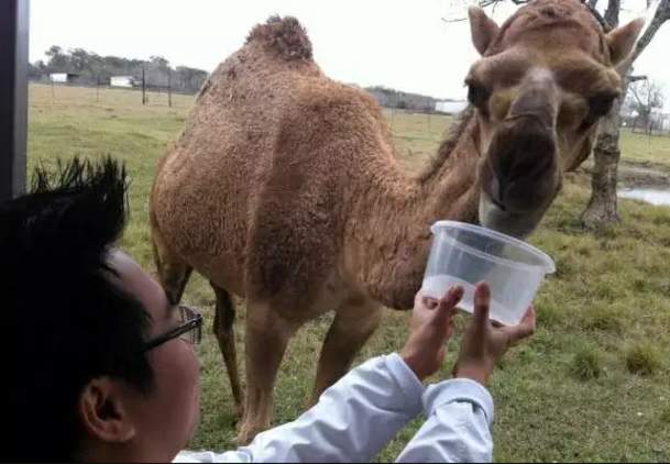 Bayou Wildlife Park - Camel