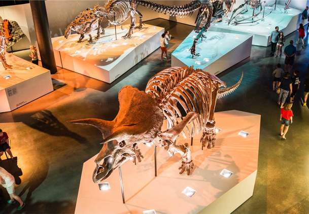 Dinosaur Skeleton In The Houston Museum Of Natural Science