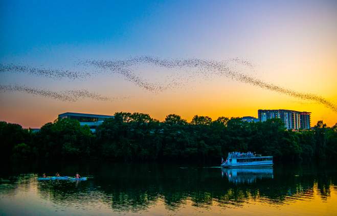 Image of Lady Bird Lake at sunset with a cloud of bats flying across the sky with a tour boat floating on the water below.