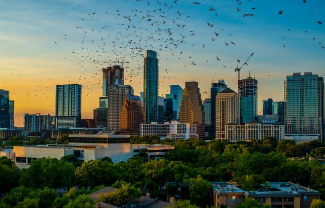 Austin skyline as the sun is setting with a cloud of bats in the foreground.