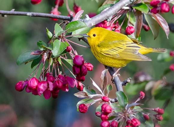 Birds & Blooms - Sapsucker Woods Walks