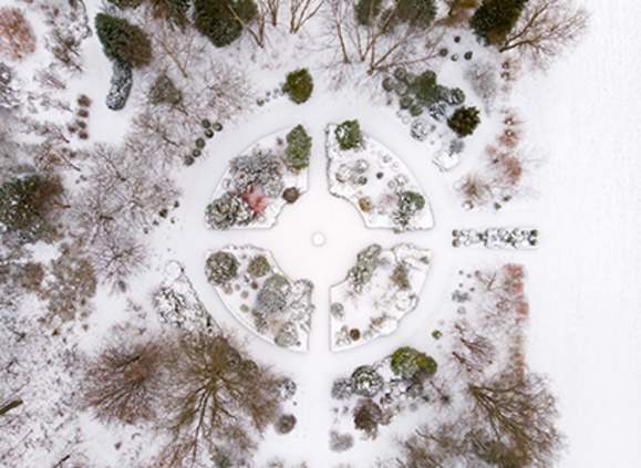 Plants and the Winter Solstice