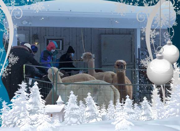 Holiday Open Farm Days at Shepherds Creek Alpacas