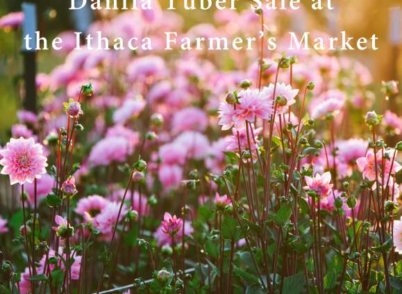 Dahlia Tuber Sale with Jenny Creek Flowers