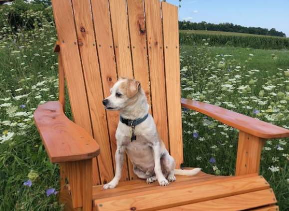 Build an Adirondack Chair at Hammerstone School