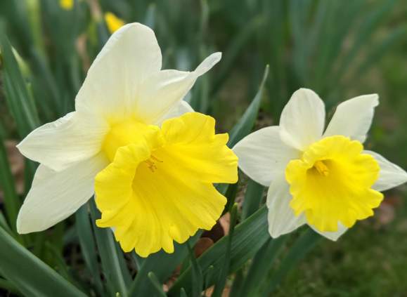 Ithaca Garden Club and Children's Garden Daffodil Dash