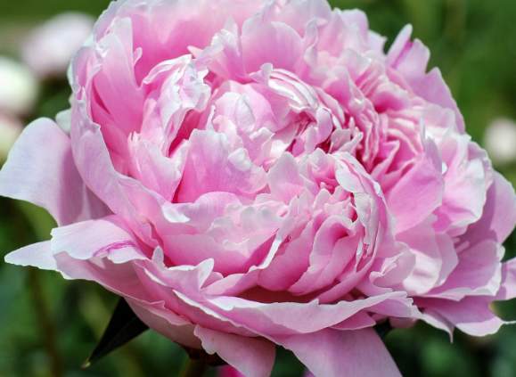 Peony Grow & Design Workshop