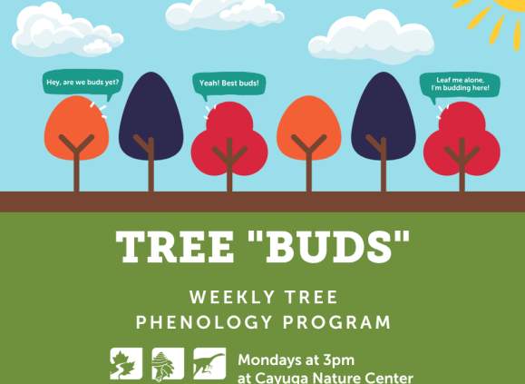 Tree “Buds” Weekly Tree Phenology Walks