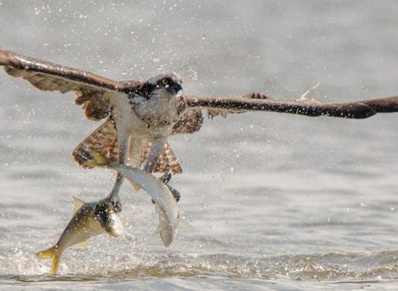 Osprey Eco-Cruise