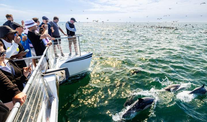 Newport Landing Whale Watching and Dolphin Cruises in Newport Beach, California, featuring passengers aboard a sightseeing boat watching dolphins swimming alongside the vessel in the open Pacific Ocean.