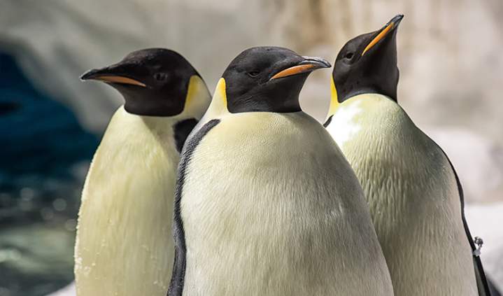 Penguins at SeaWorld San Diego